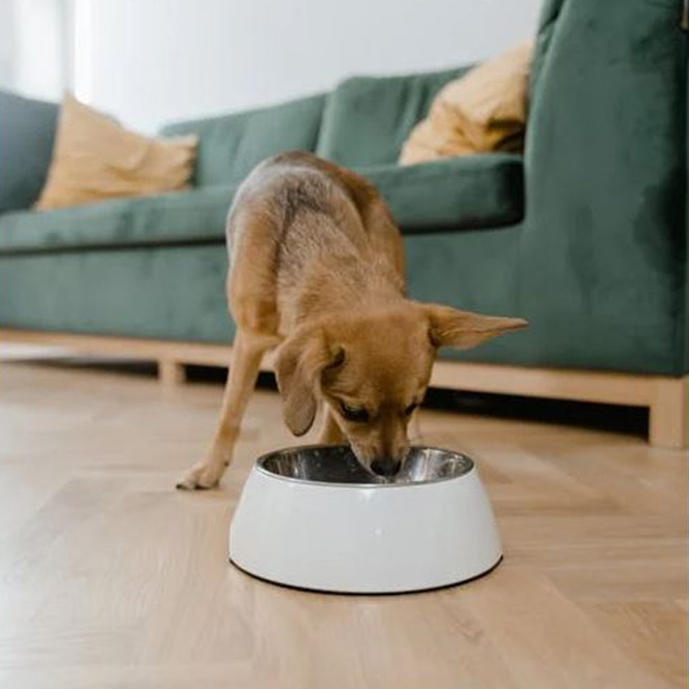 Water, bowls, and food safety