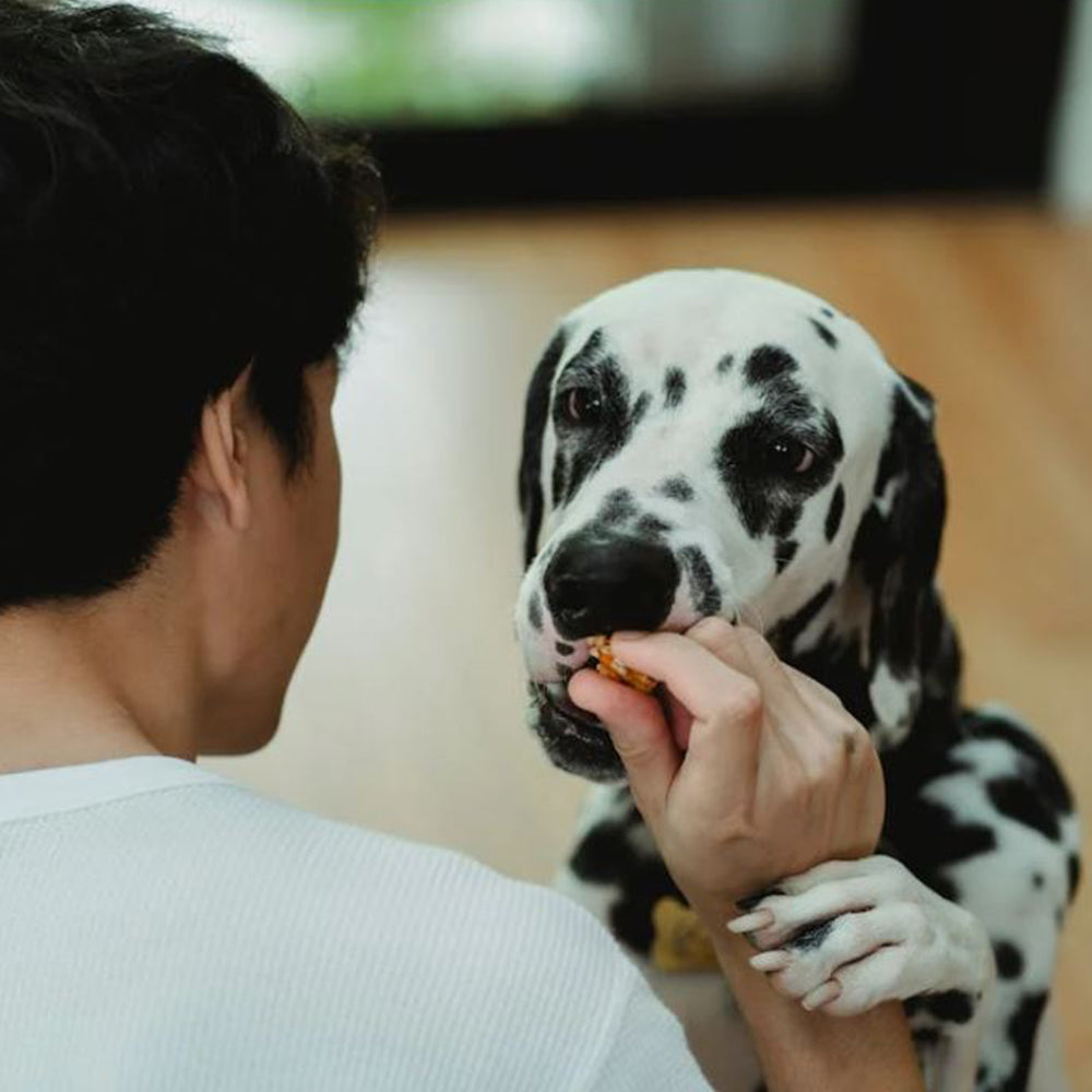 10 Easy Ways to Improve Your Dog’s Health and Well-Being