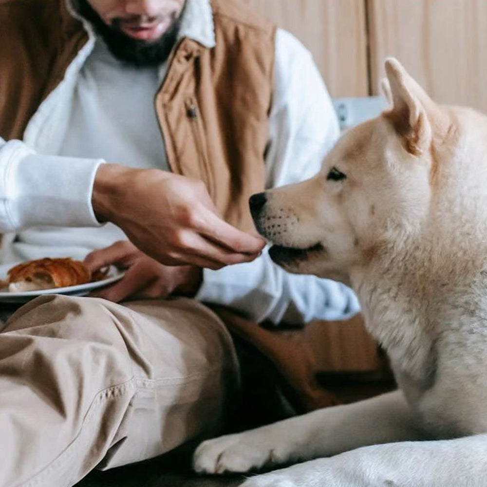 Super Foods for Your Dog: Boost Their Health with These Nutrient-Packed Choices