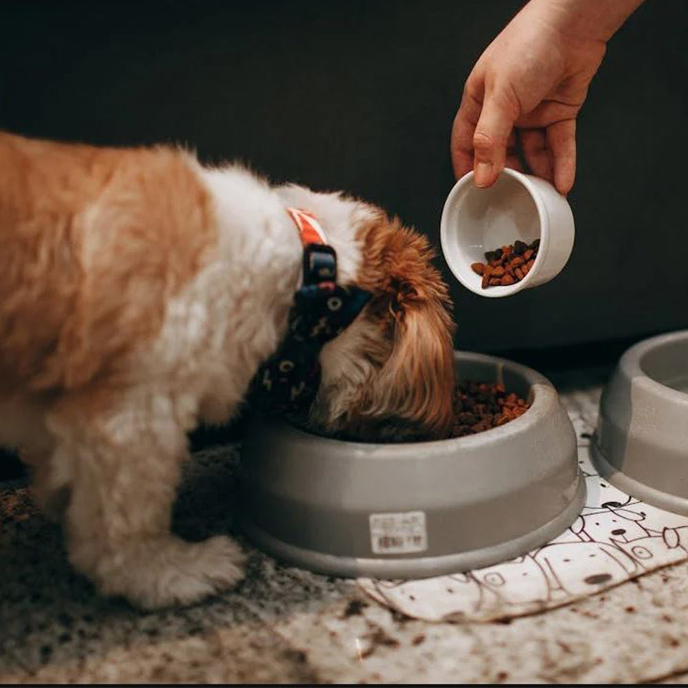 Why You Should Give Your Dog Fresh Food
